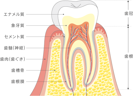 歯の三層構造
